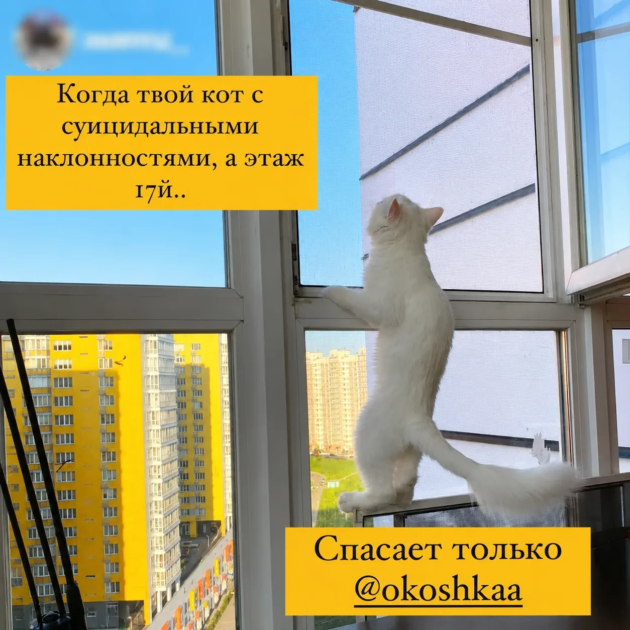 Отзыв клиента ОКОШКА