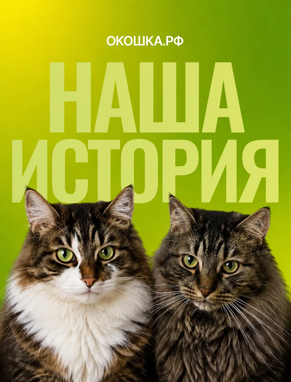 Наша история — ОКОШКА.РФ, два кота